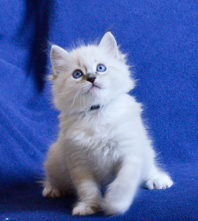 ragdoll kitten at 6 wks old